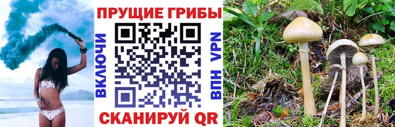 площадка наркотические препараты  Малая Вишера  Псилоцибиновые грибы Magic Shrooms 